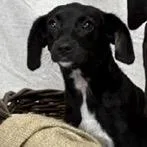 A young large-sized female Black Labrador Retriever dog named Jace for adoption in Tampa, FL