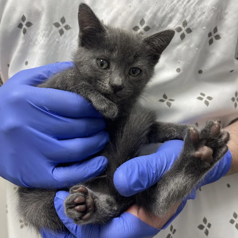 A baby small-sized female Gray / Blue / Silver Domestic Short Hair cat named Mayday for adoption in Long Beach, CA