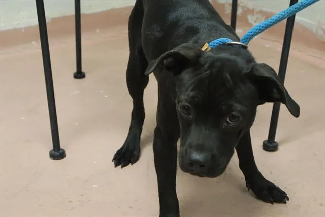 A young small-sized female Mixed Breed dog named Areli for adoption in Columbia, SC