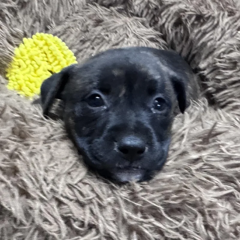 A baby small-sized female Brindle Mixed Breed dog named Everlee for adoption in Pinson, TN