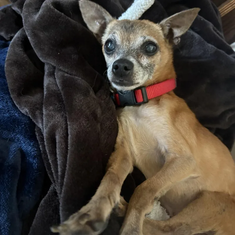 A senior small-sized male Yellow / Tan / Blond / Fawn Chihuahua dog named Tonka for adoption in Wichita, KS