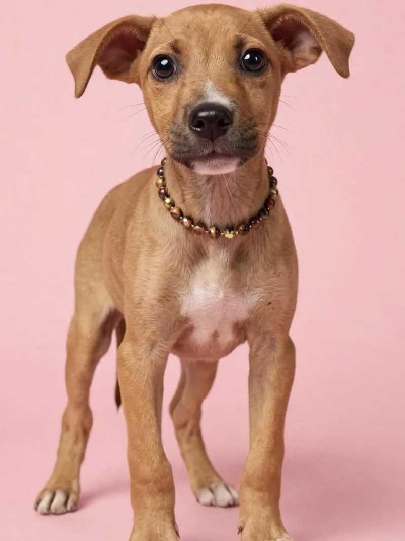 A young small-sized female Mixed Breed dog named Bellatrix for adoption in Gulfport, MS