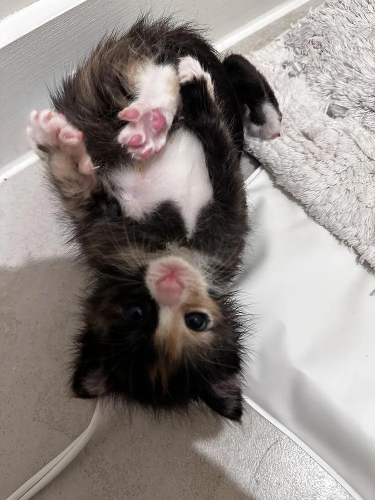 A baby small-sized female Domestic Short Hair cat named Savannah for adoption in Brewster , NY