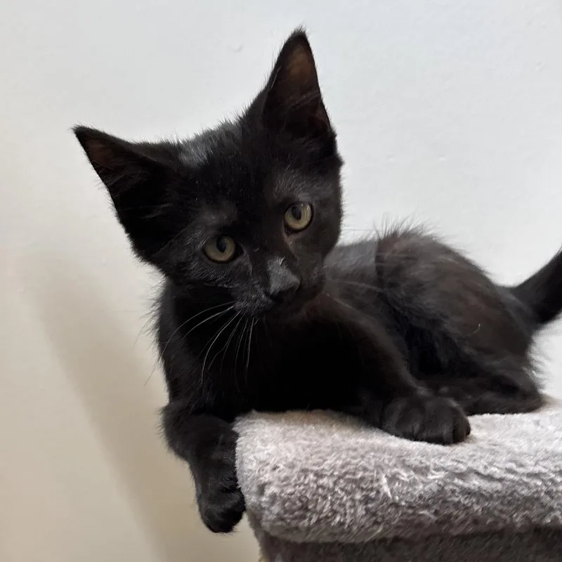 A baby small-sized male Black Domestic Short Hair cat named Jay for adoption in Naperville, IL
