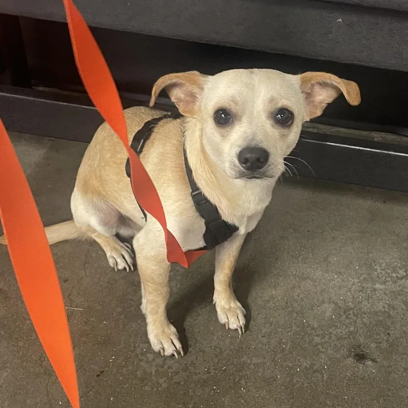 An adult small-sized male Yellow / Tan / Blond / Fawn Chihuahua dog named Gordon for adoption in Tampa, FL