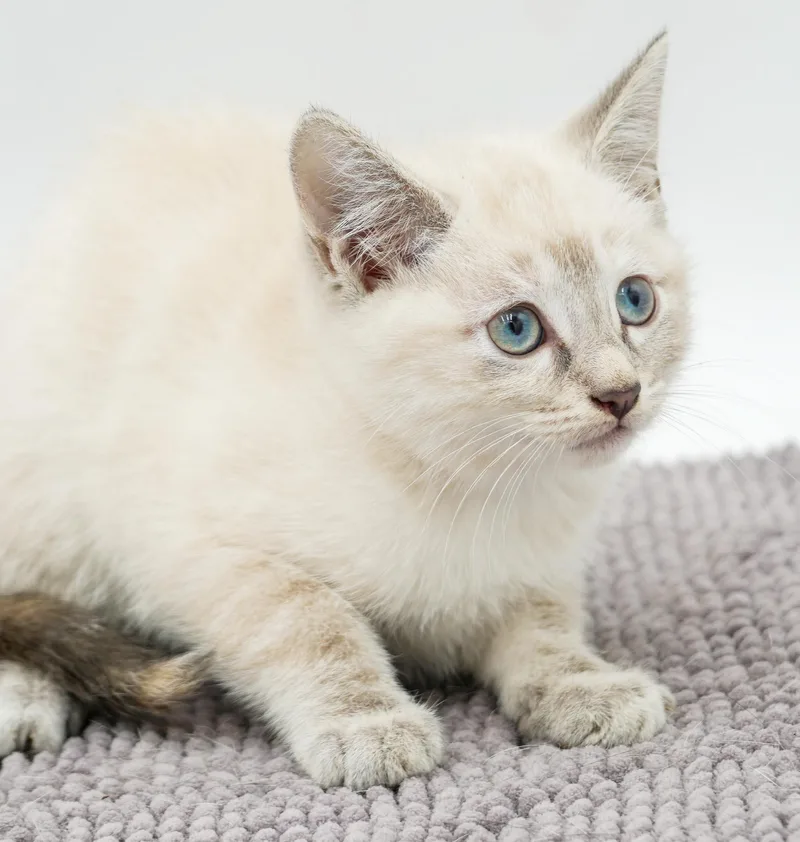 A baby small-sized female Cream Point Siamese cat named Paws is Siamese preciousness for adoption in Bedford Hills, NY