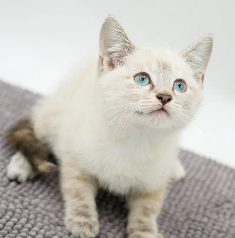 Paws is Siamese preciousness thumbnail 2