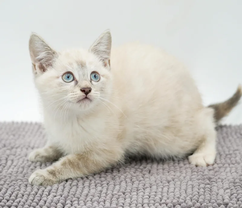 Paws is Siamese preciousness thumbnail 3