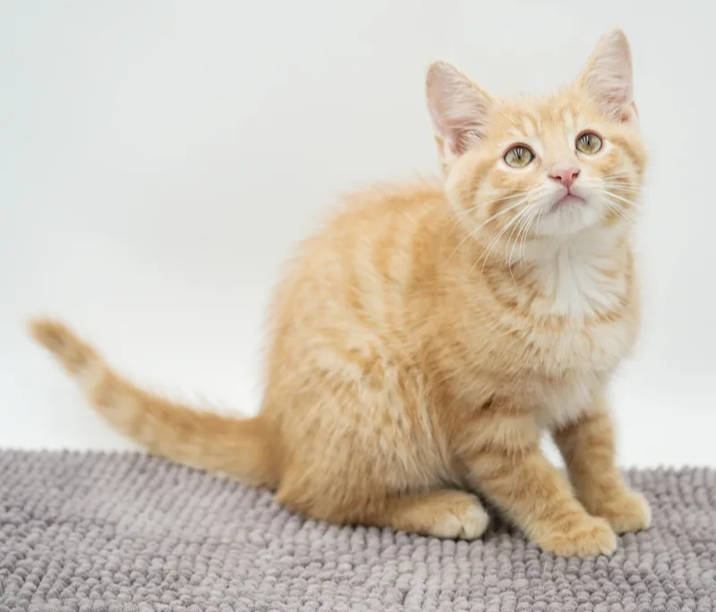 Paws is Siamese preciousness thumbnail 4