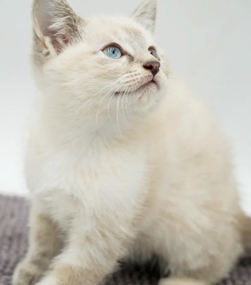 Paws is Siamese preciousness thumbnail 5