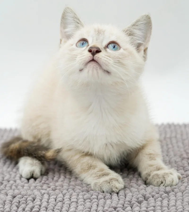 Paws is Siamese preciousness thumbnail 6