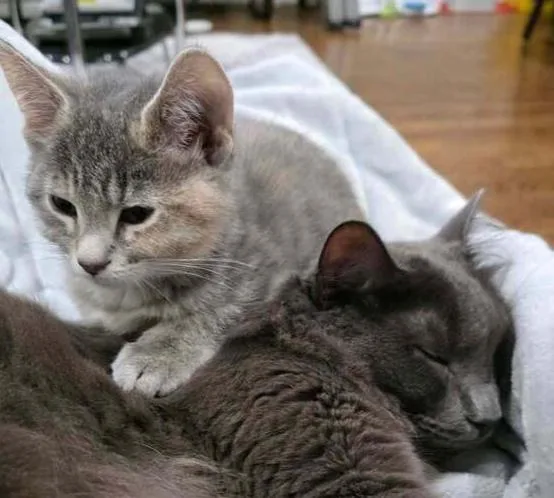 A baby small-sized female Gray / Blue / Silver Domestic Short Hair cat named Play Doh for adoption in Chicago, IL