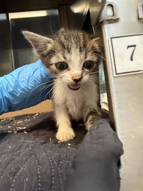 A baby small-sized female Domestic Medium Hair cat named Ash for adoption in Baytown, TX