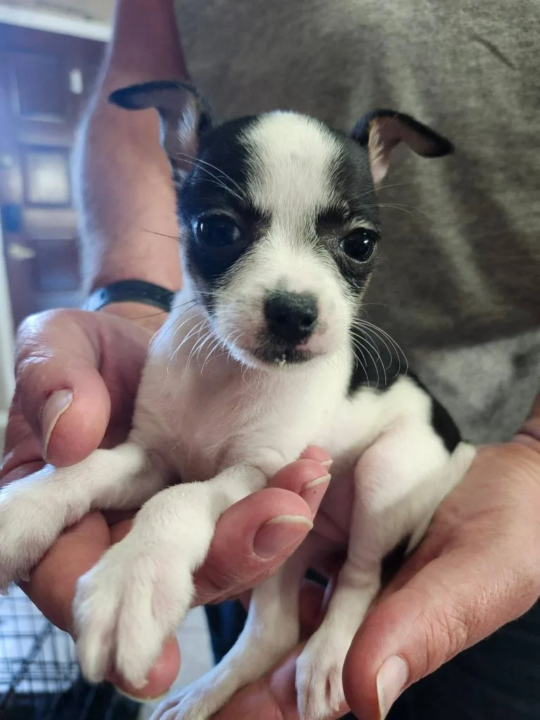 A baby small-sized female Chihuahua dog named Brittany for adoption in Mesa, AZ