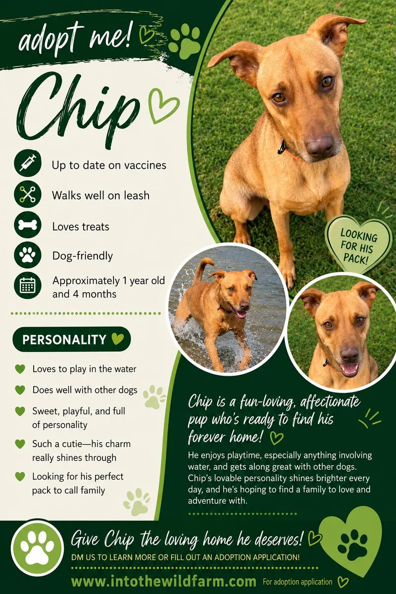 Chip