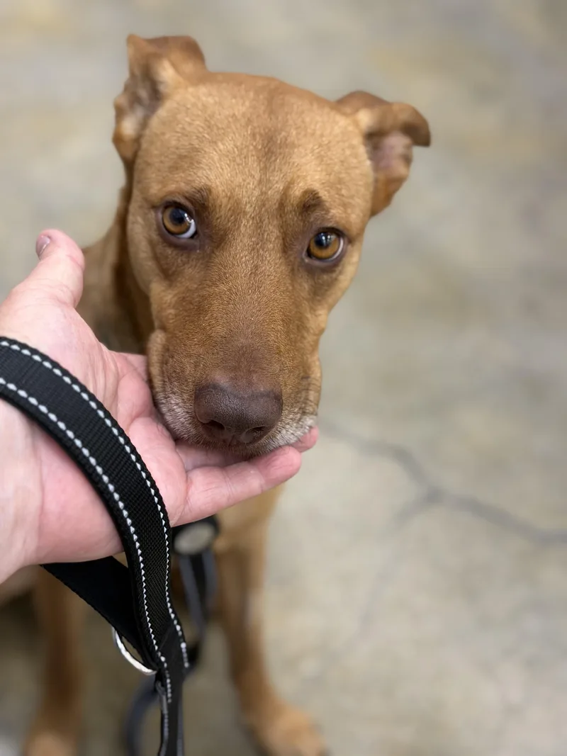 Chip thumbnail 2