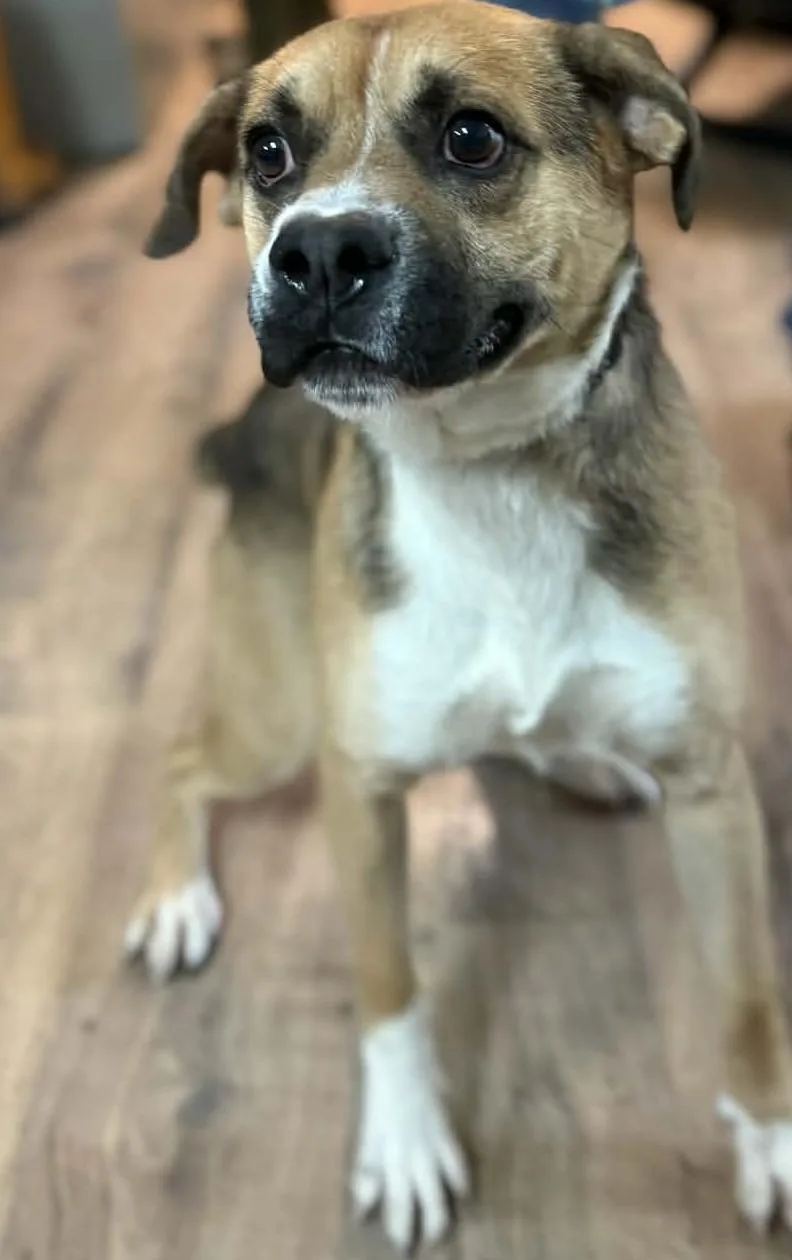 An adult medium-sized male Boxer dog named Otis for adoption in Baxter, KY