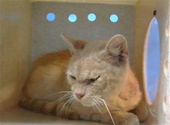 An adult medium-sized male Domestic Short Hair cat named A for adoption in Gardena, CA