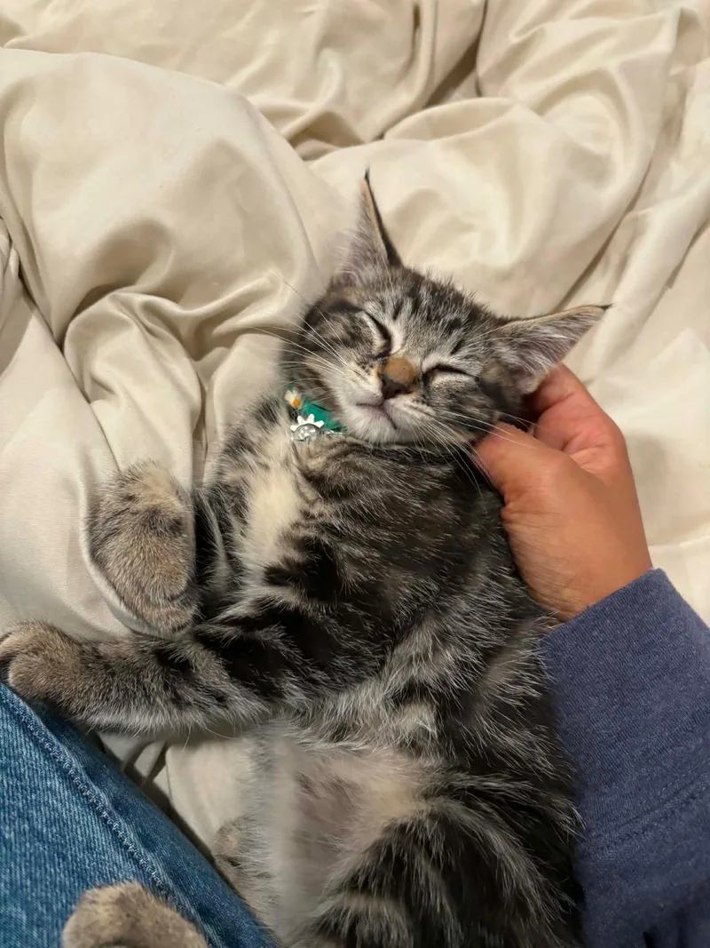 A baby small-sized female Tabby (Gray / Blue / Silver) Tabby cat named Squid for adoption in Glendale, CA