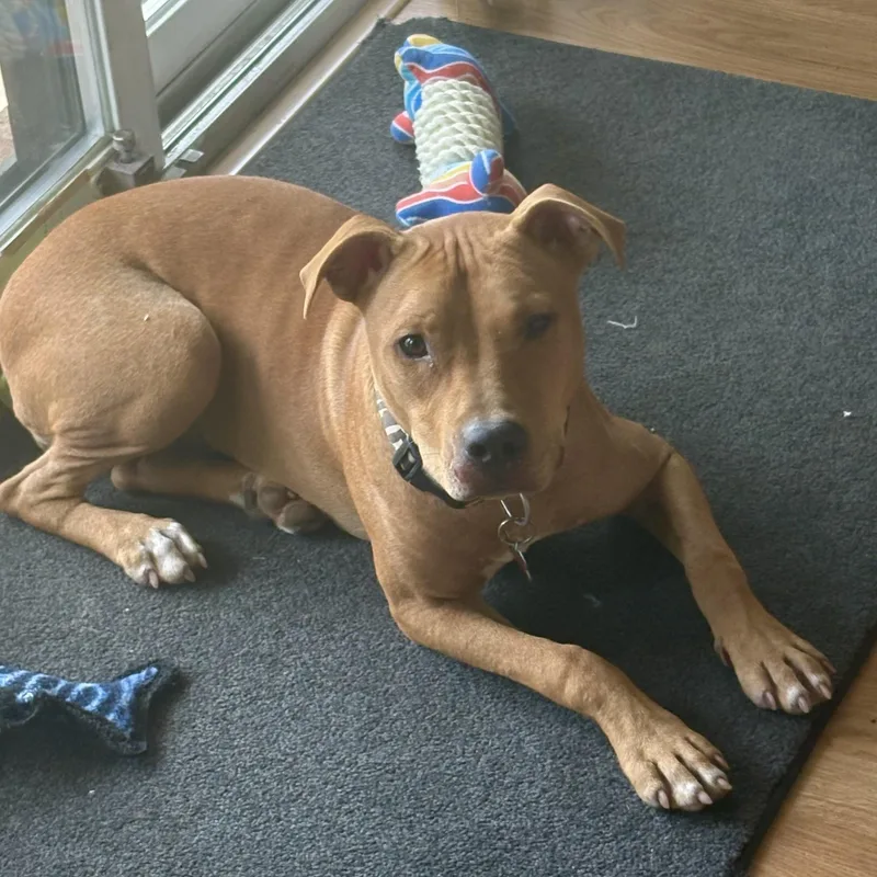 A young medium-sized female Yellow / Tan / Blond / Fawn Pit Bull Terrier dog named Brittney for adoption in Columbia, SC