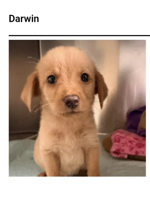 A baby small-sized male Feist dog named Darwin for adoption in Westport, CT