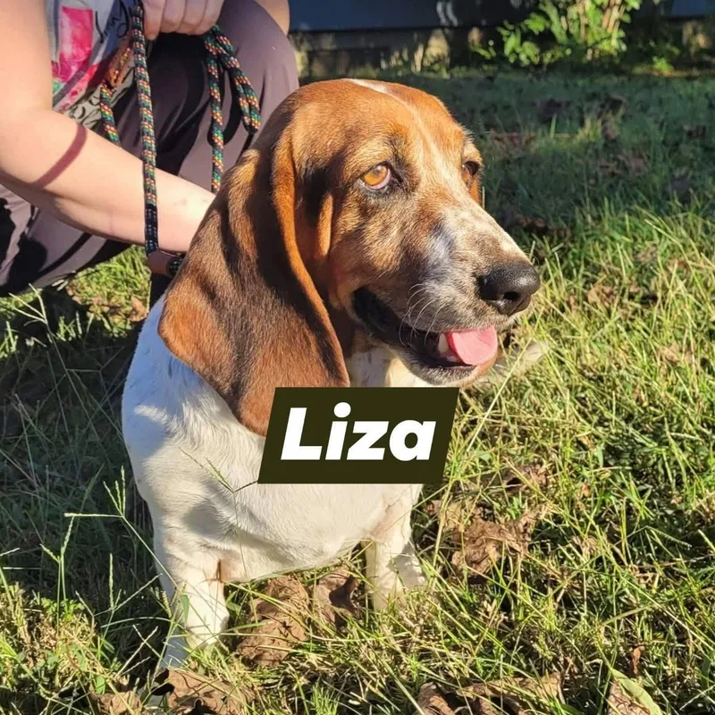 An adult medium-sized female Basset Hound dog named Liza for adoption in Knoxville, TN