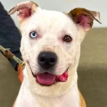 Lunaa Wonderful Girl photo 1