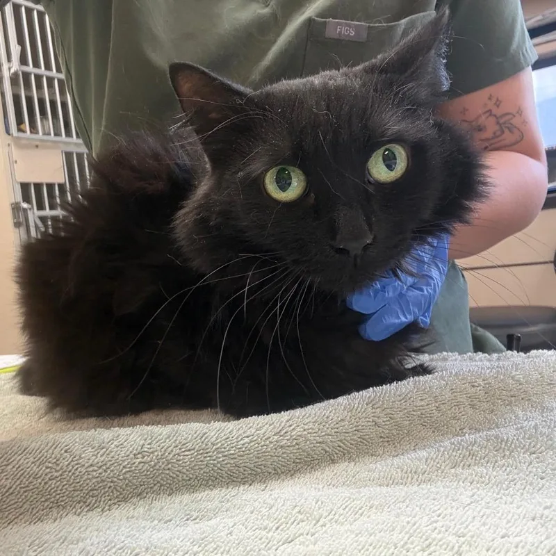 An adult medium-sized female Black Domestic Long Hair cat named Luna Softspoken lady for adoption in Flagstaff, AZ