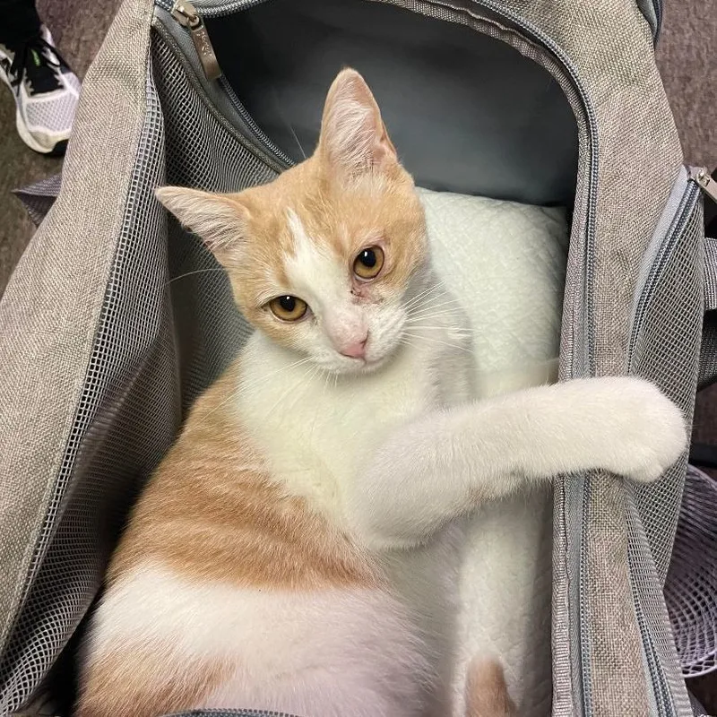 A baby medium-sized female Orange & White Tabby cat named Mango for adoption in Antioch, CA