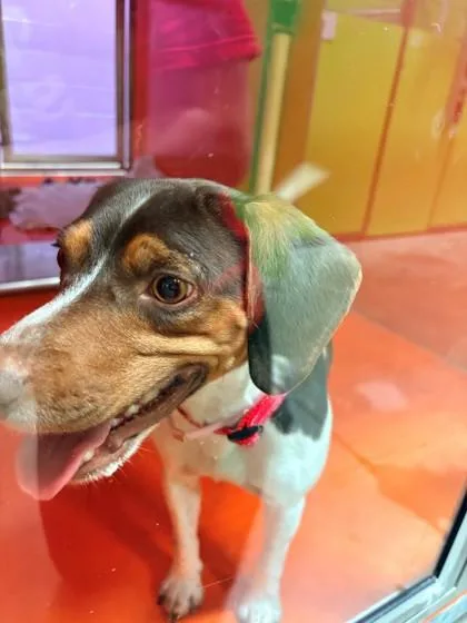 An adult medium-sized male Beagle dog named Banjo for adoption in Kansas City, MO
