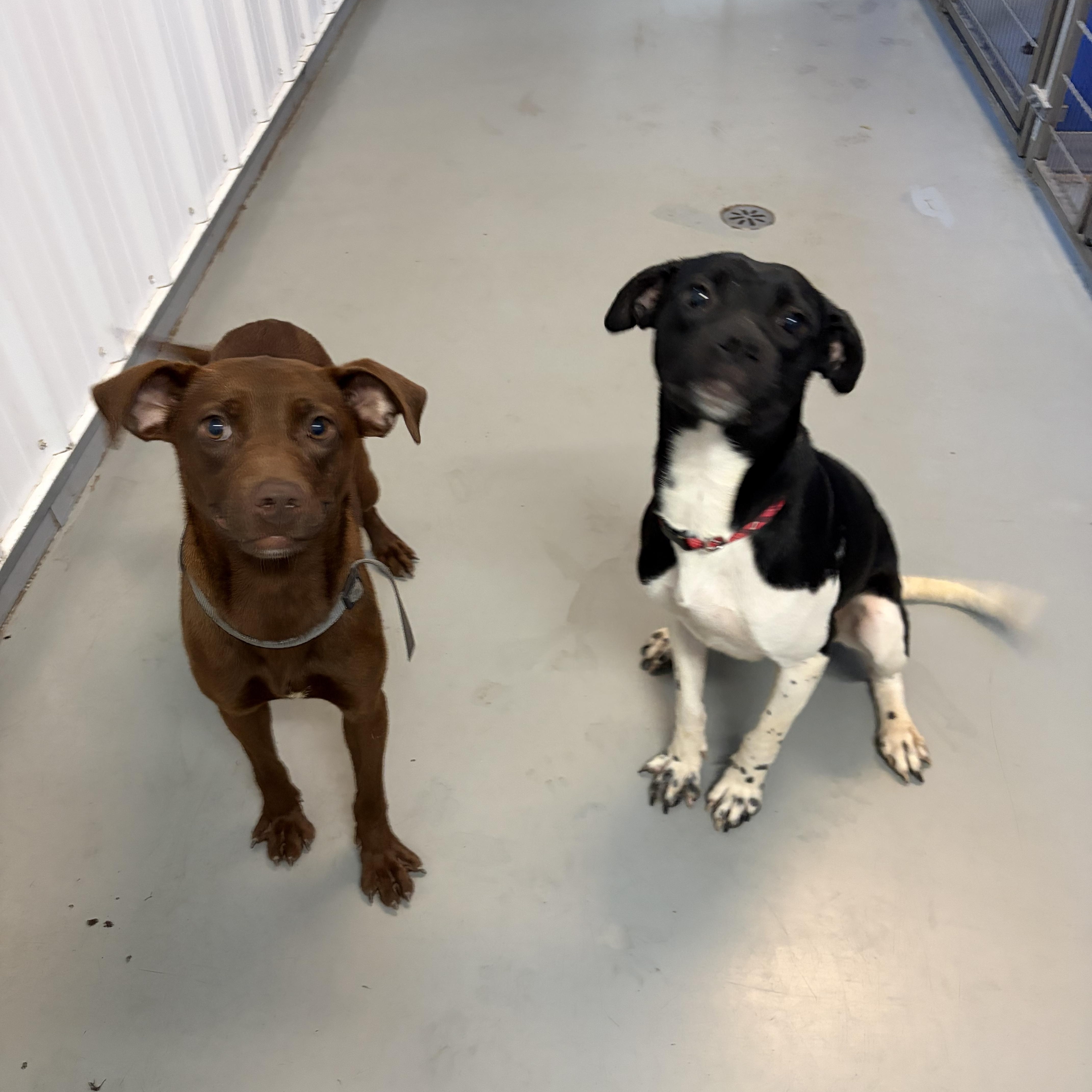 A baby medium-sized female Mixed Breed dog named Puppies for adoption in Big Rapids, MI