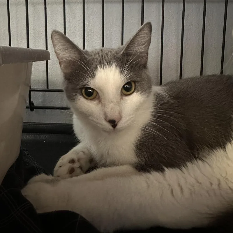 A young medium-sized male Gray / Blue / Silver Domestic Short Hair cat named Sprout for adoption in Chippewa Falls, WI