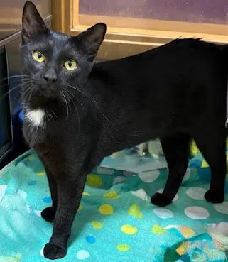 A young medium-sized male Black Domestic Short Hair cat named Danny for adoption in Kansas City, MO