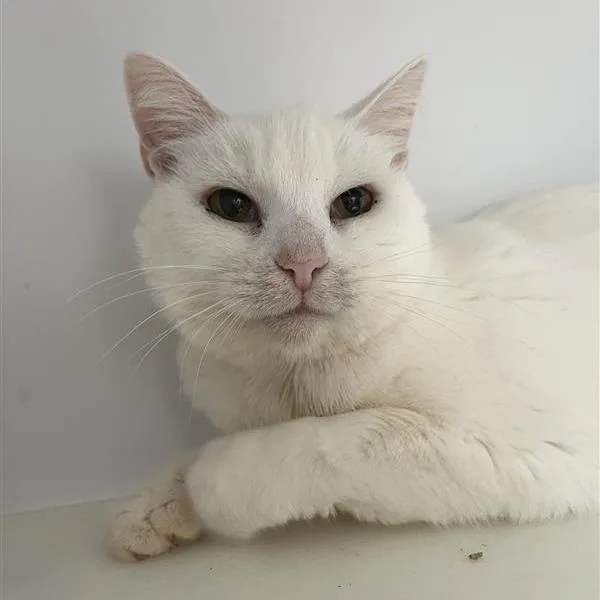 A senior medium-sized female White Domestic Short Hair cat named Bae for adoption in Kanab, UT