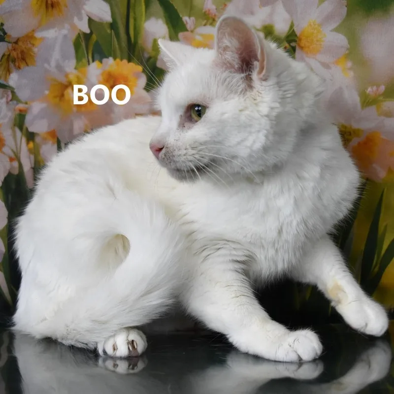 Bae thumbnail 2