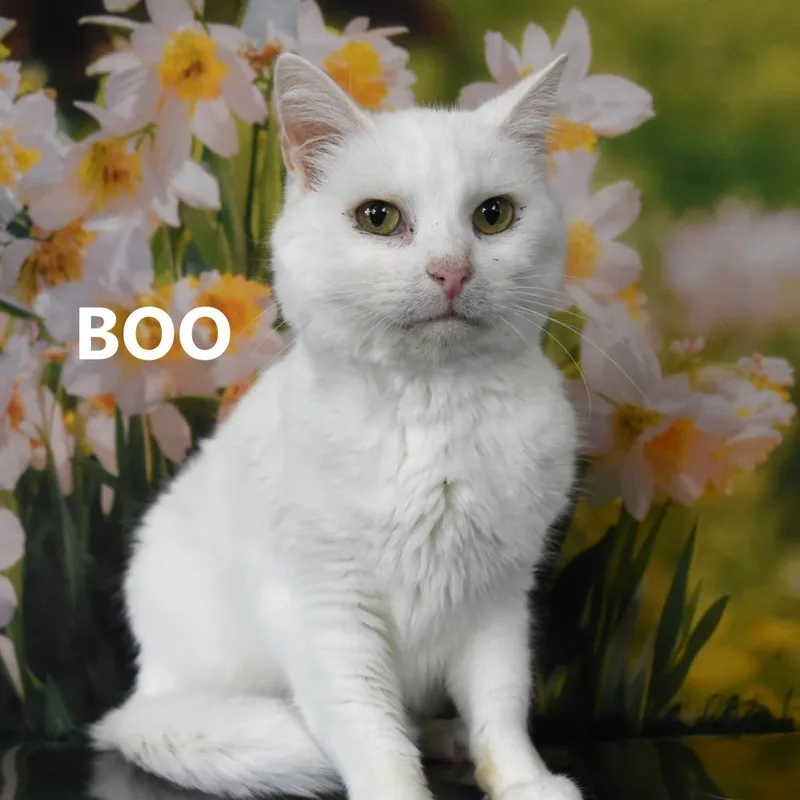 Bae thumbnail 3