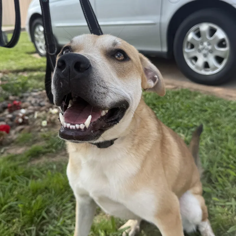 Dusty Buns thumbnail 2