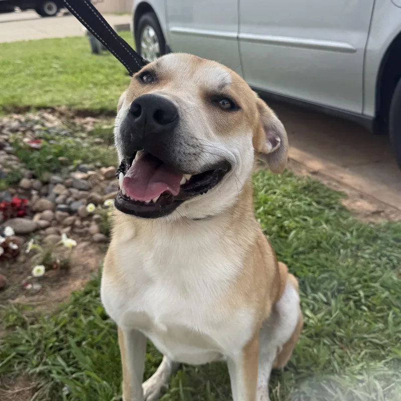 Dusty Buns thumbnail 3