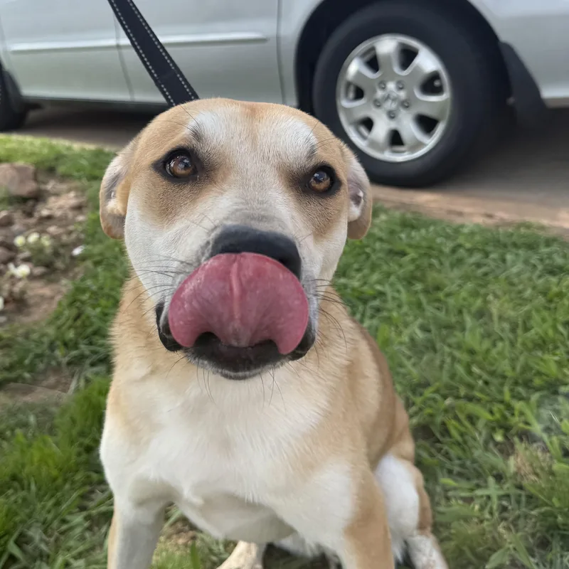 Dusty Buns thumbnail 4