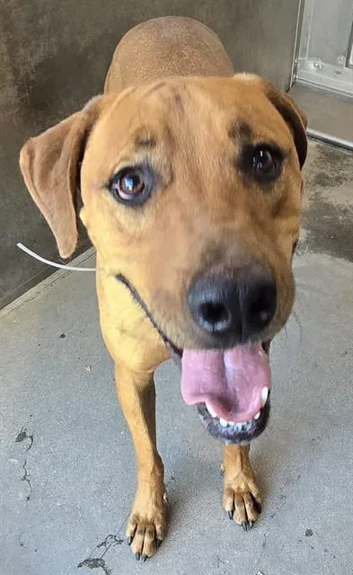 An adult extra large-sized male Pit Bull Terrier dog named Lotto for adoption in Lancaster, CA
