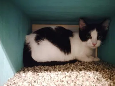A baby medium-sized female Black & White / Tuxedo Domestic Short Hair cat named Lane for adoption in Mokena, IL