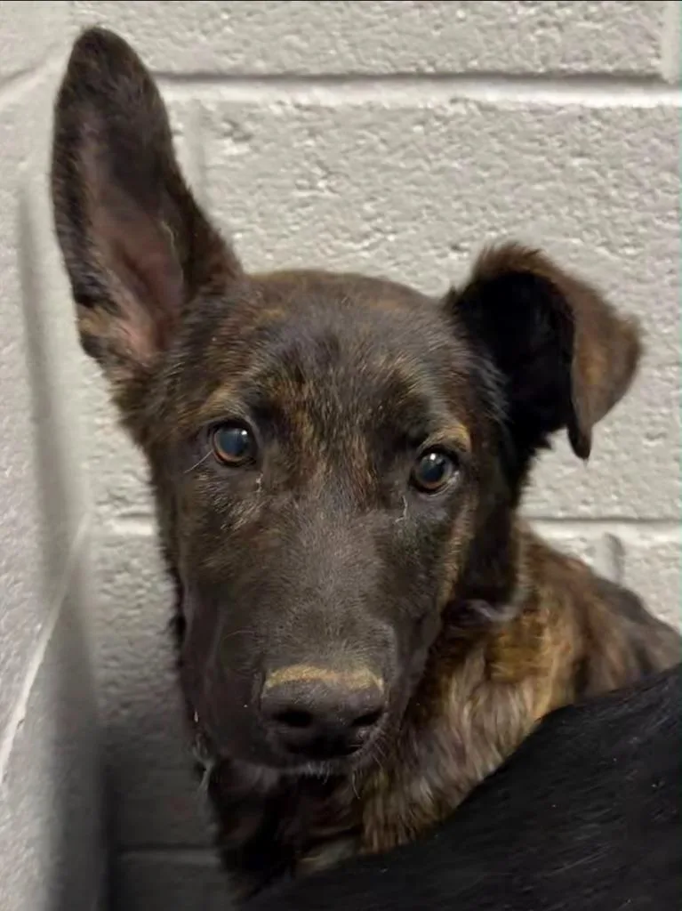 A baby medium-sized female German Shepherd Dog dog named Freesia for adoption in Henderson, NC