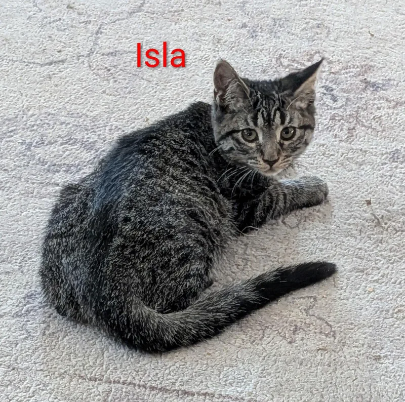 Isla