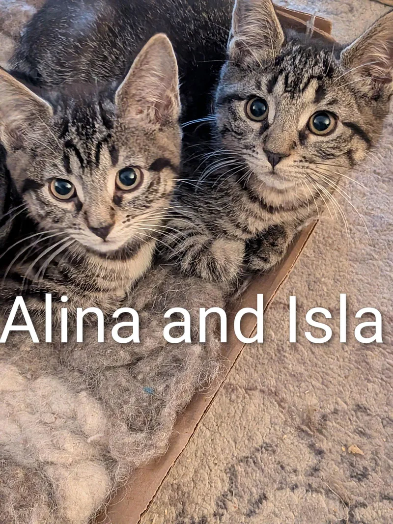 Isla thumbnail 3