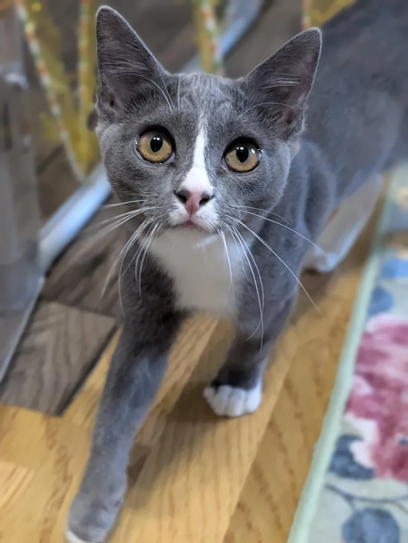 A young small-sized female Gray & White Domestic Short Hair cat named Kissa for adoption in Aurora, CO
