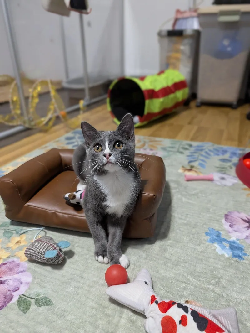 Kissa thumbnail 2