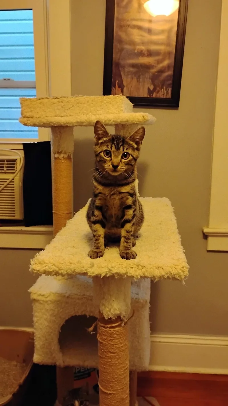 A baby medium-sized female Domestic Short Hair cat named Aunt Shirley for adoption in Trenton, NJ