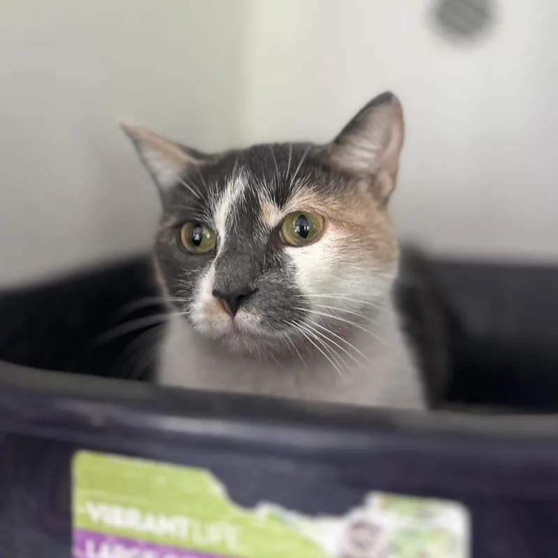 A young small-sized female Calico Domestic Short Hair cat named Cinderella for adoption in Troy, IL