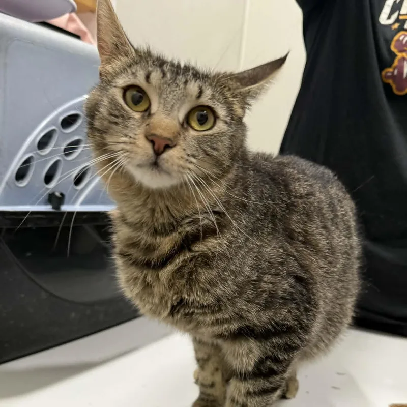 Joy