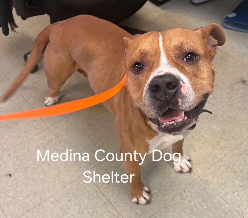 Clifford thumbnail 2